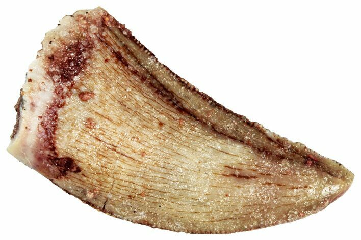 Serrated, Raptor Tooth - Real Dinosaur Tooth #295787